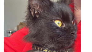 Lost Pet: Onyx
