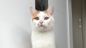 Lost Pet: Prince Harry