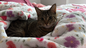 Lost Pet: Ellie