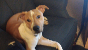 Lost Pet: Milo James Strong