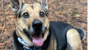 Lost Pet: Gypsy Martin
