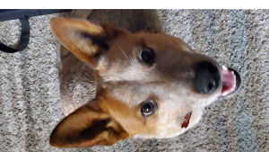 Lost Pet: Red