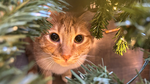Lost Pet: Pumpkin