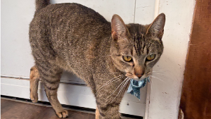Lost Pet: Junior (June)