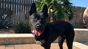 Lost Pet: Evangeline