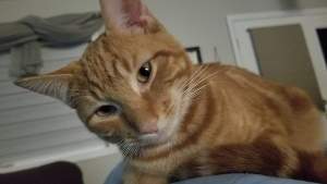 Lost Pet: Ron