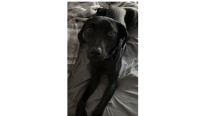 Lost Pet: Lucifer 