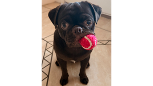 Lost Pet: Guinness