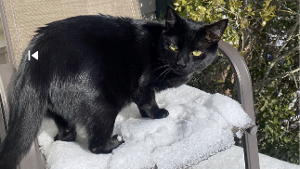 Lost Pet: Benzo