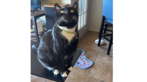 Lost Pet: Fish
