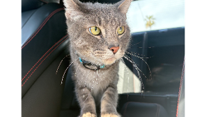 Lost Pet: JP MORGAN / JP COOPER