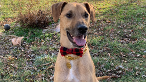 Lost Pet: Tyson