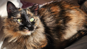 Lost Pet: Kleopatra