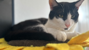 Lost Pet: Sass