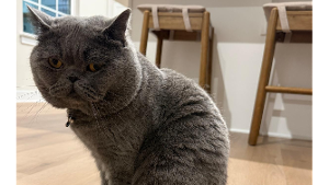 Lost Pet: Fluffy