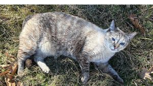 Lost Pet: Bones