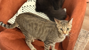 Lost Pet: Cox