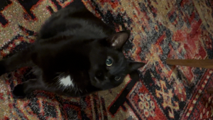 Lost Pet: Pascal