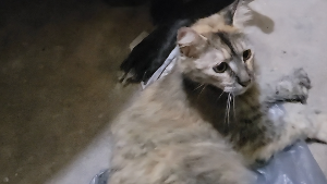 Lost Pet: Honeybun