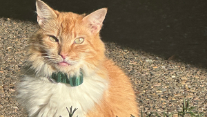 Lost Pet: Ginger