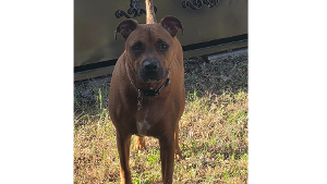 Lost Pet: KENAI
