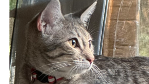 Lost Pet: Pumpkin