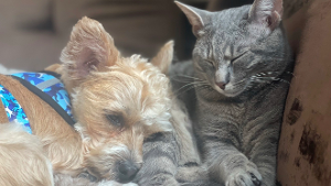 Lost Pet: Hishpuppy