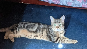 Lost Pet: Loki