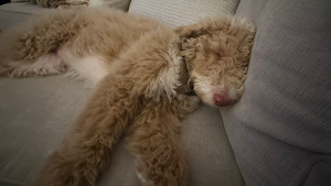 Lost Pet: Henry Bailey