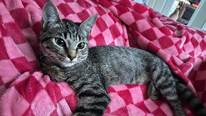 Lost Pet: Patty Melt