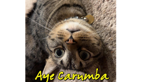 Lost Pet: Mason Derulo Vetter-Lopez