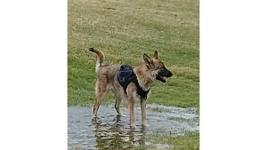 Lost Pet: Xochiquetzal