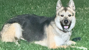 Lost Pet: SHEA