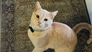 Lost Pet: Benjamin