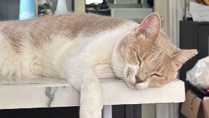 Lost Pet: Berry