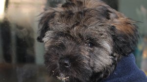 Lost Pet: Joey Moore