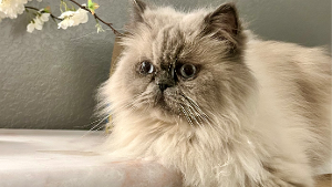 Lost Pet: Wally