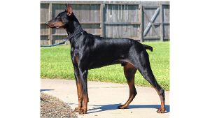 Lost Pet: Shadow