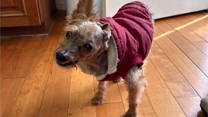 Lost Pet: Sam