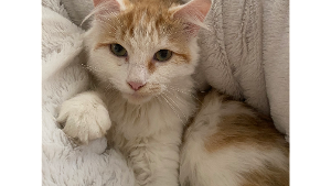 Lost Pet: Colby Jack