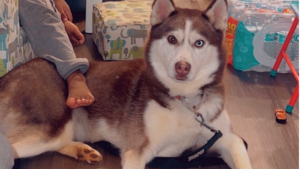 Lost Pet: Mulani Woodberry