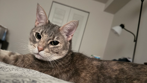 Lost Pet: Natalia