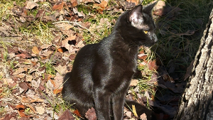 Lost Pet: Sophia