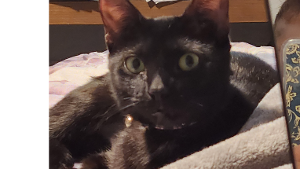 Lost Pet: LolaBell