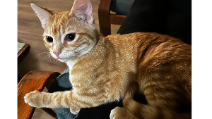 Lost Pet: Jesse