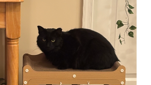 Lost Pet: Vhagar