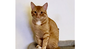 Lost Pet: Sheldon
