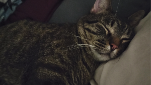 Lost Pet: Neo