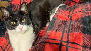 Lost Pet: Tux