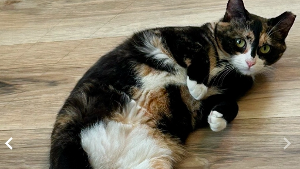 Lost Pet: Daisy